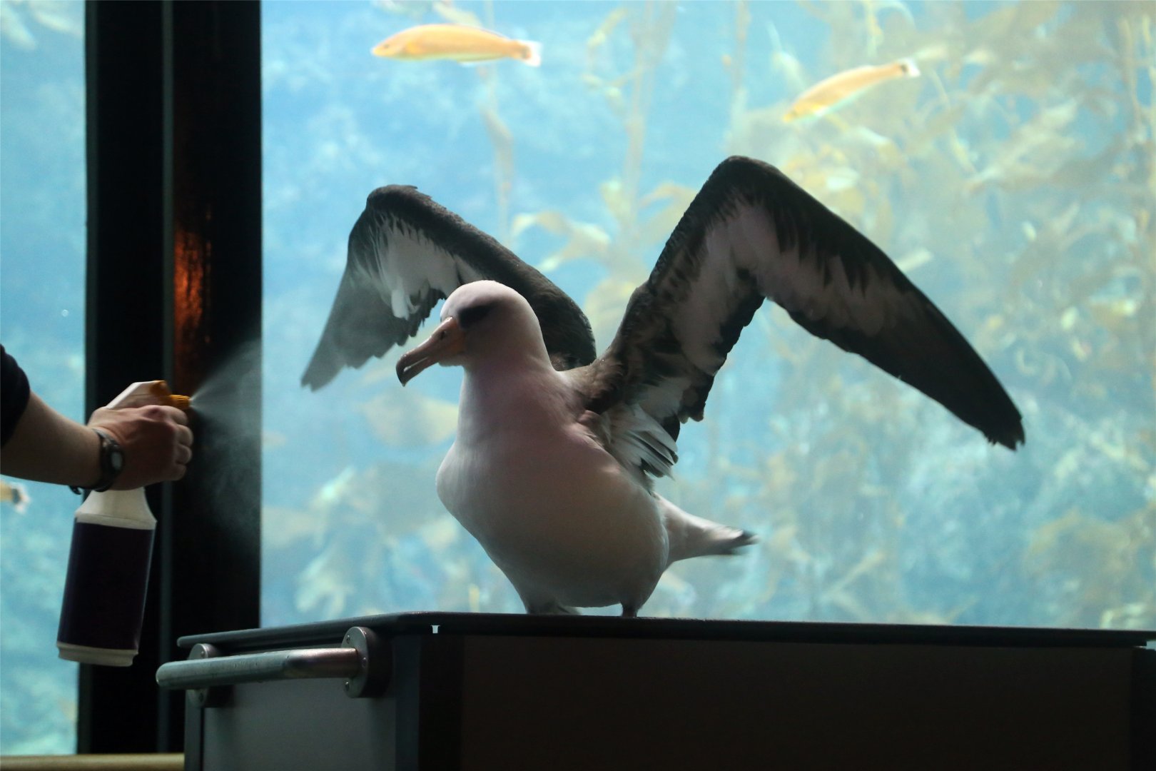 Laysan Albatross (Phoebastria immutabilis)