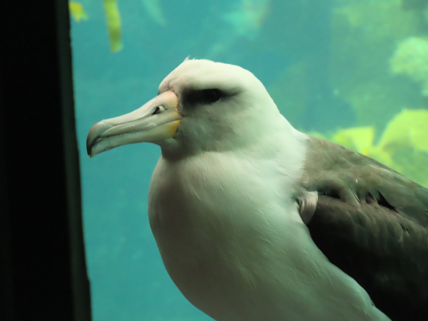 Laysan Albatross (Phoebastria immutabilis)