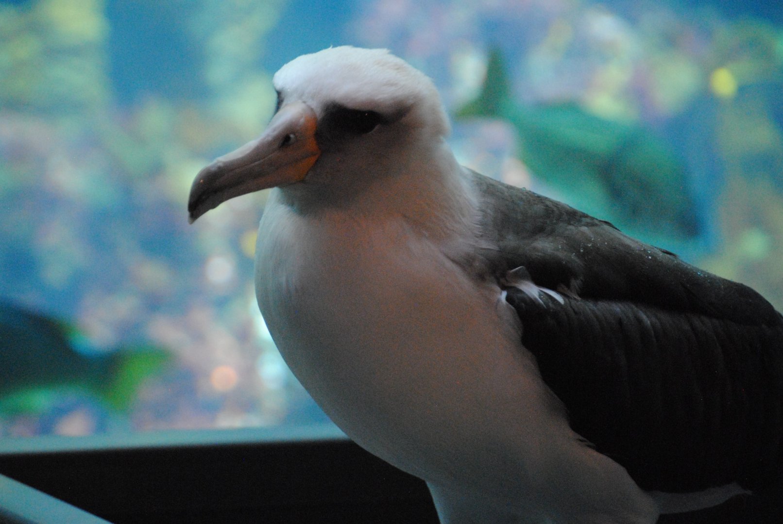 Laysan Albatross