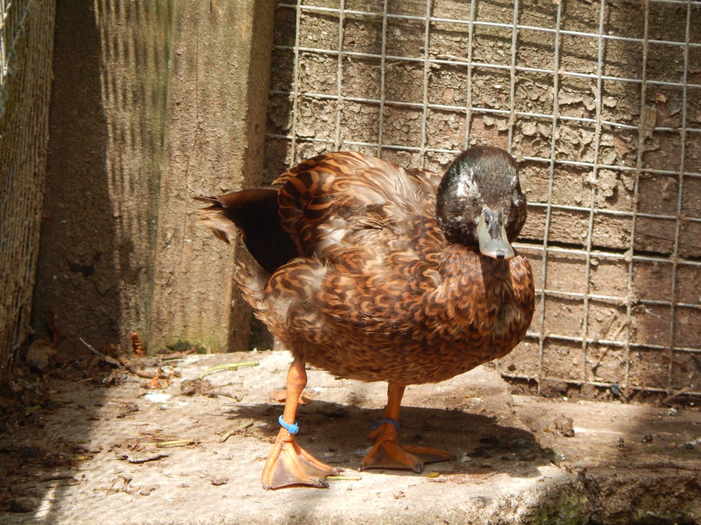 Laysan duck 060625