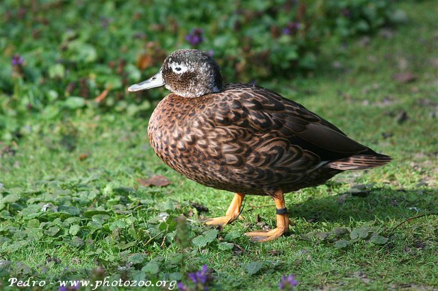 Laysan duck (Anas laysanensis)
