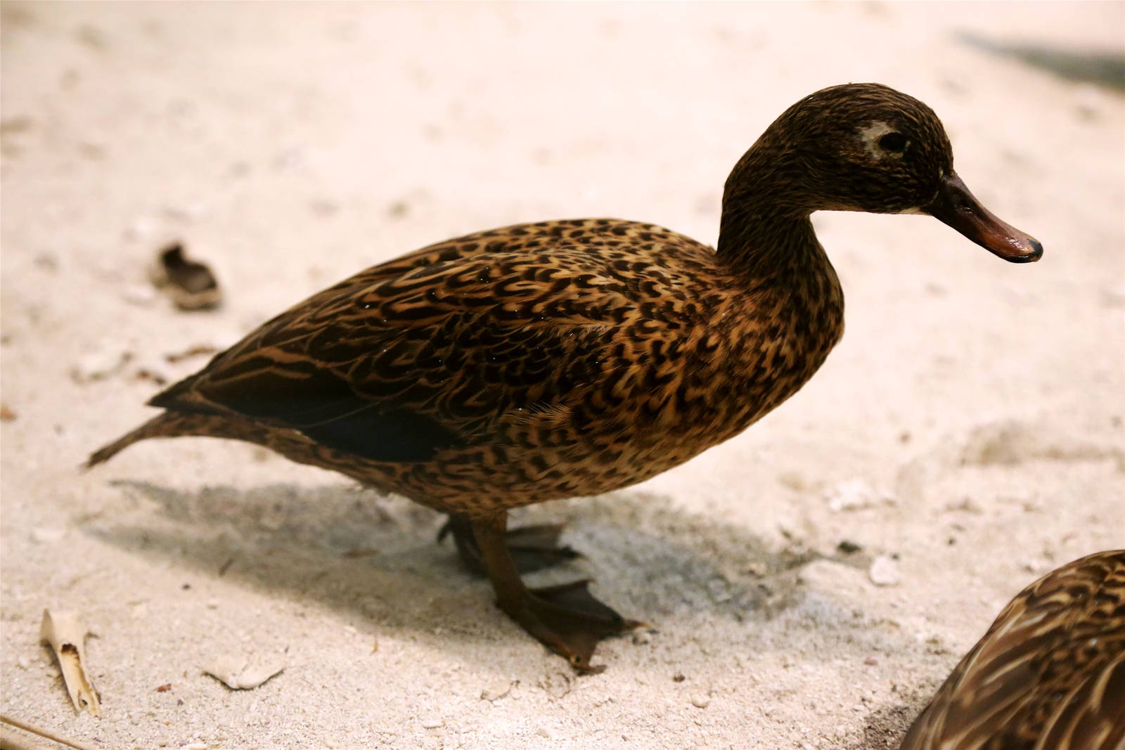 Laysan duck (Anas laysanensis)