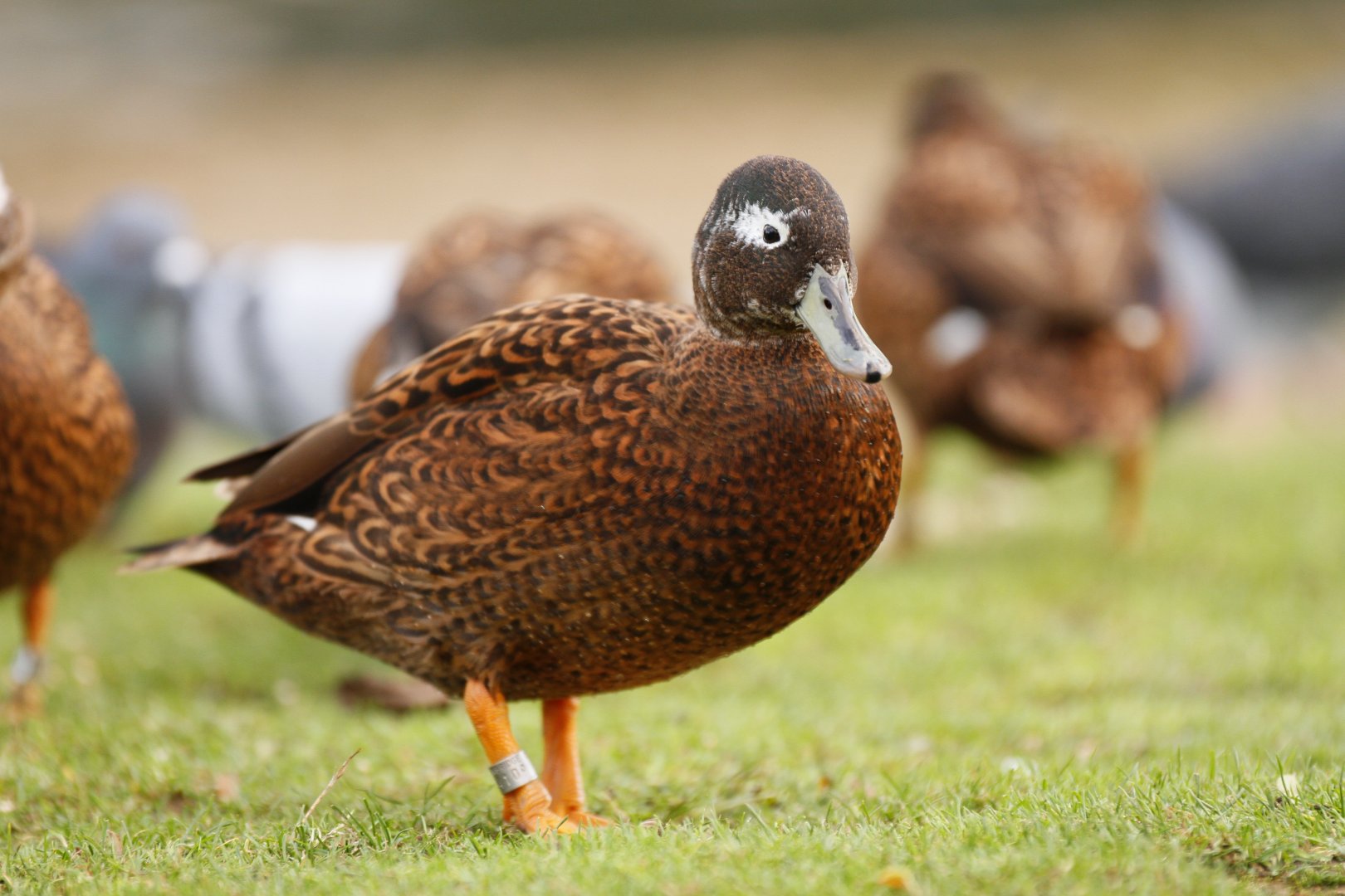 Laysan duck (Anas laysanensis)