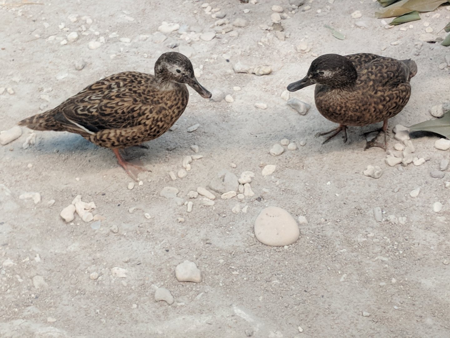 Laysan duck (Anas laysanensis)