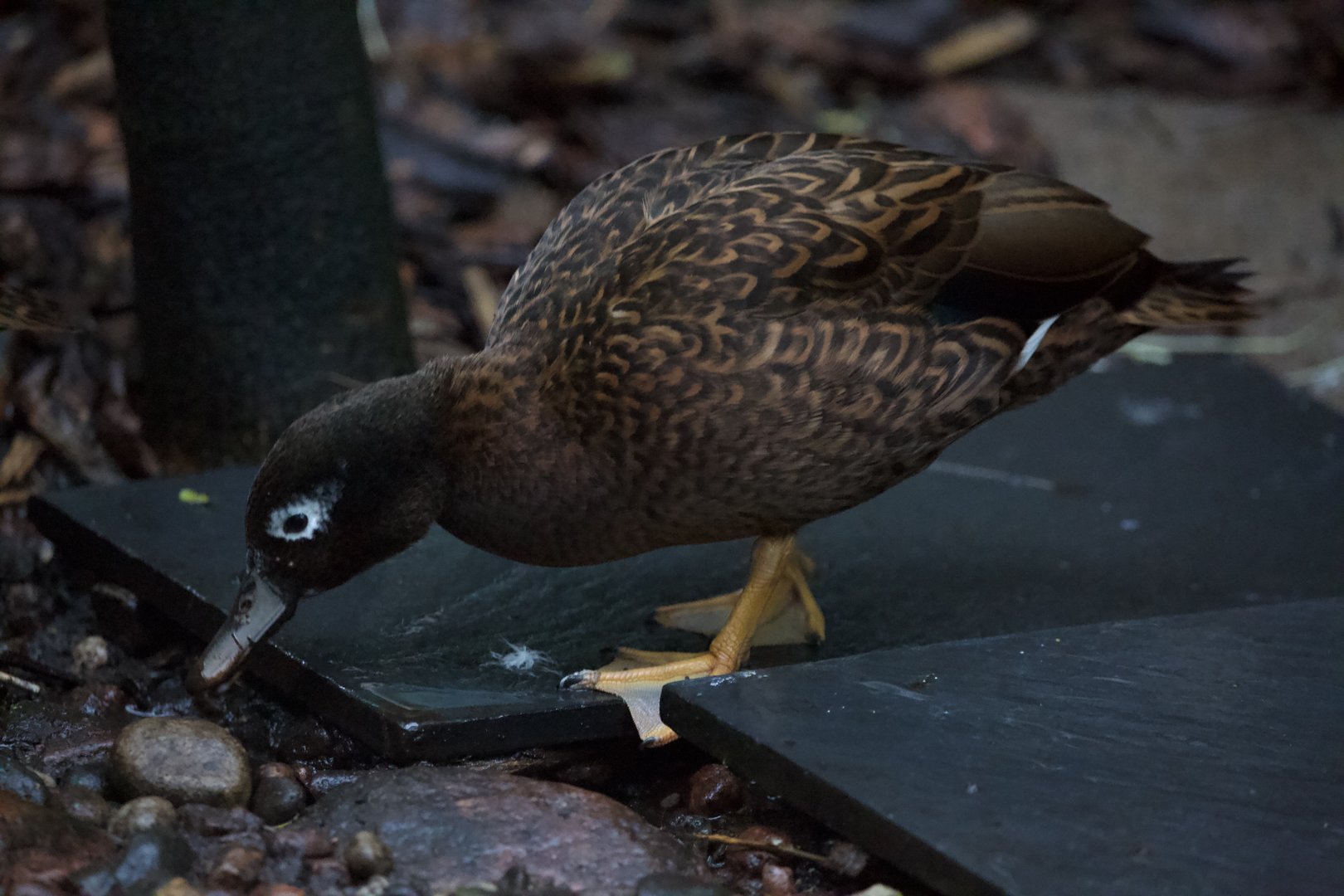 Laysan Duck/ Anas laysanensis