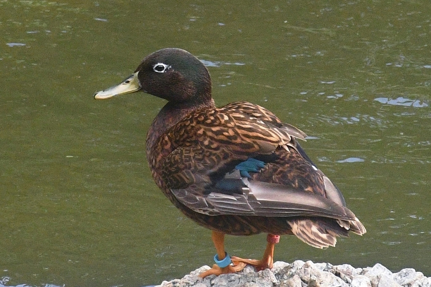 Laysan Duck (Anas laysanensis)
