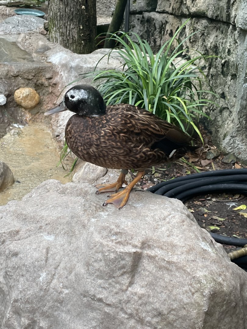 Laysan Duck in Walk-Through Aviary (6/23/21)