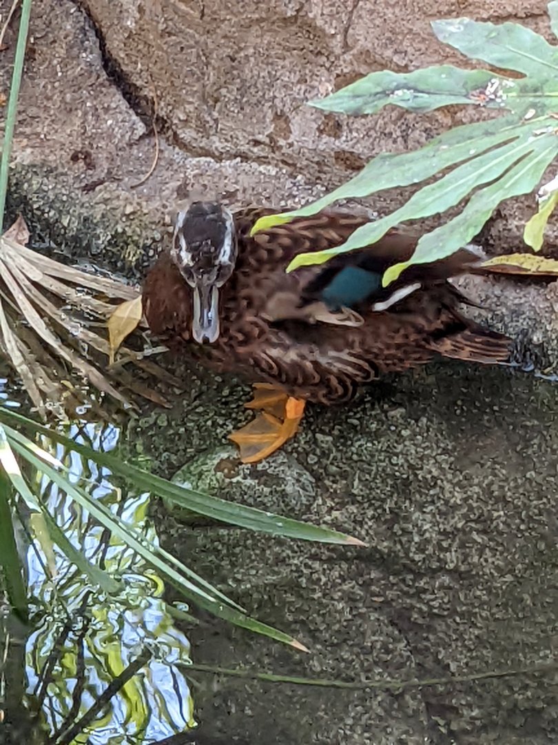 Laysan Duck