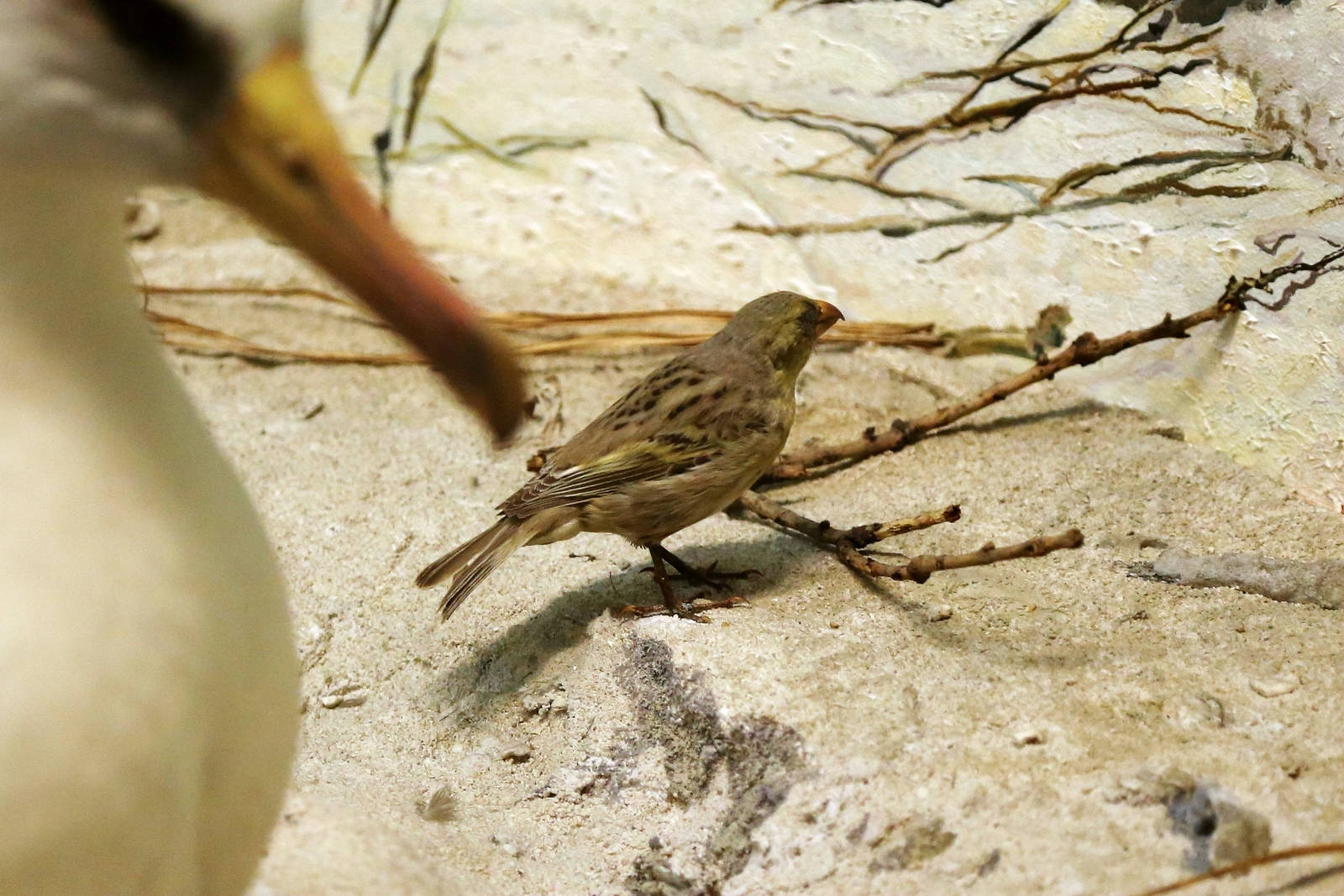 Laysan finch (Telespiza cantans)