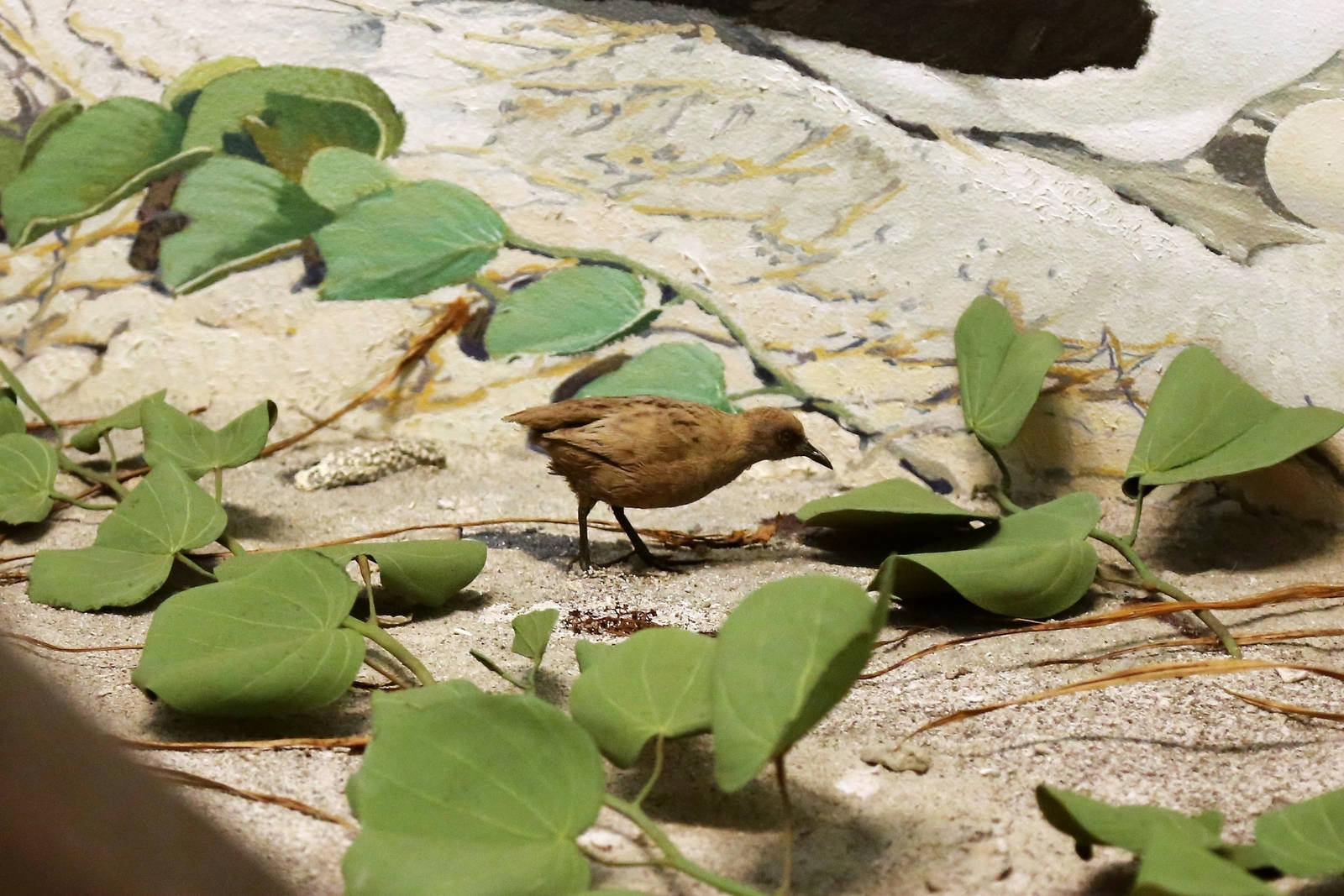 Laysan rail (Porzana palmeri)