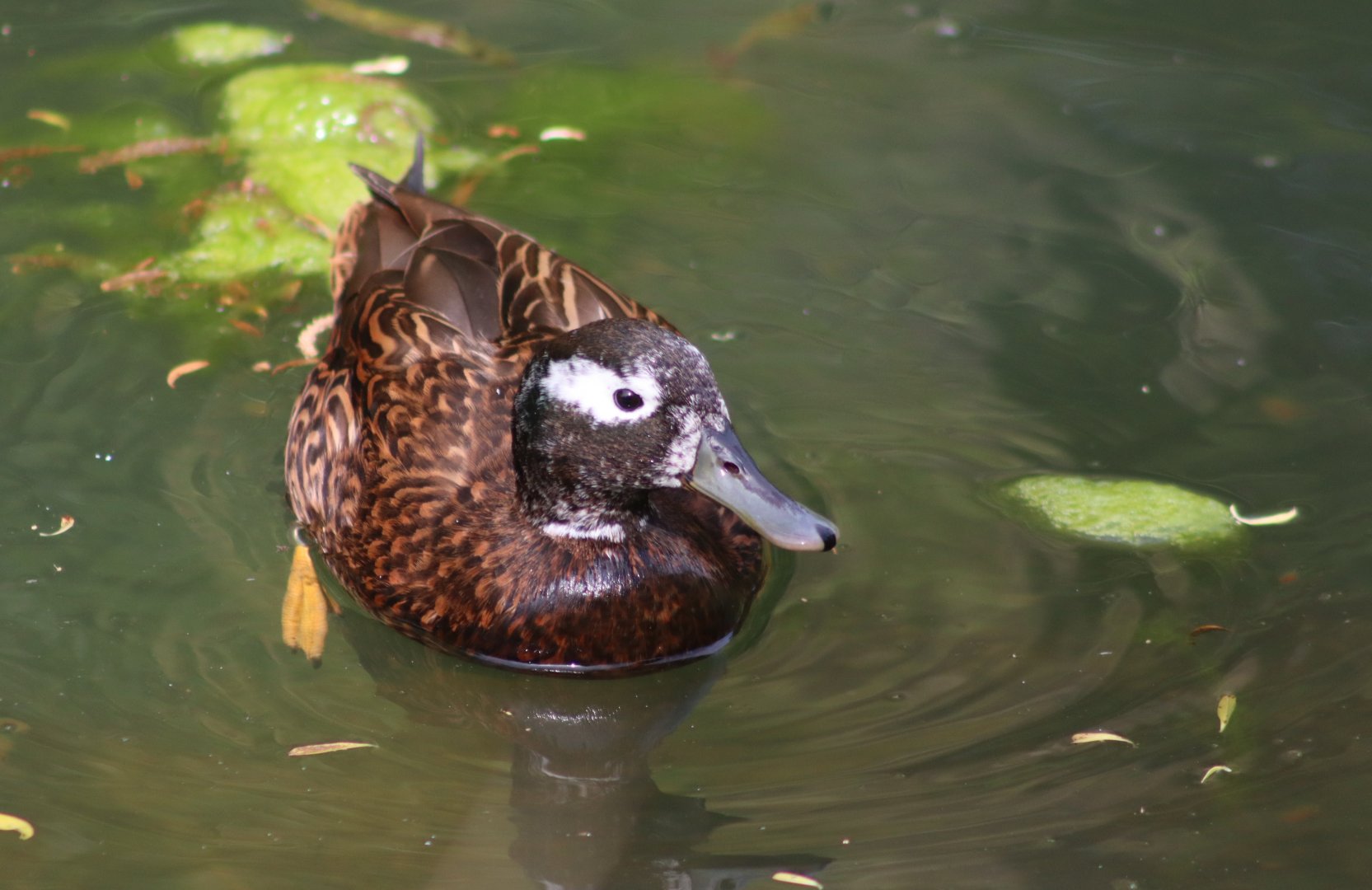 Laysan teal - 20 April 2022