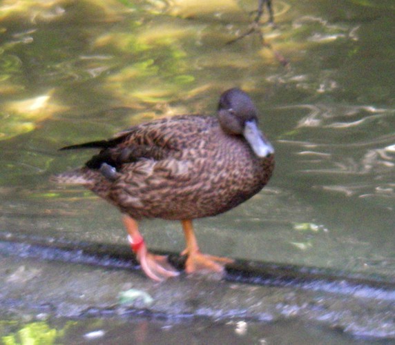 Laysan Teal (Anas laysanensis)