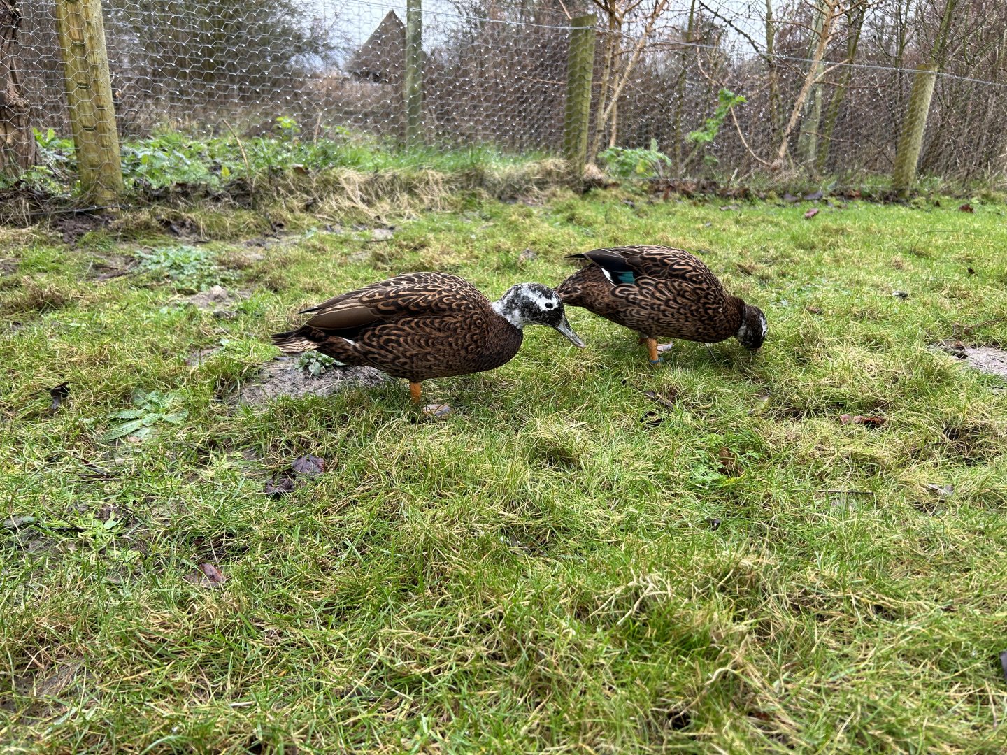 Laysan Teal (Anas laysanensis)