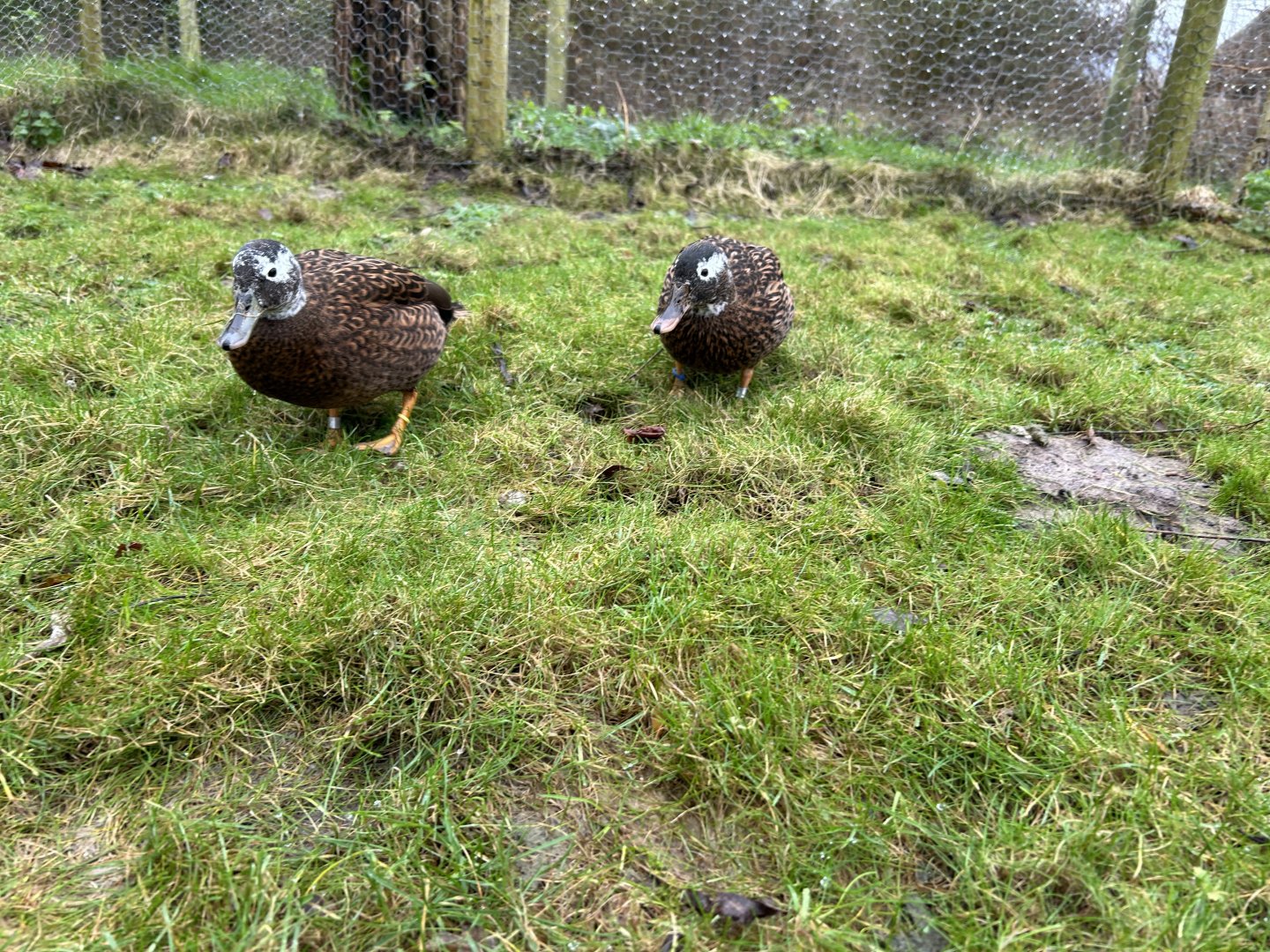 Laysan Teal (Anas laysanensis)
