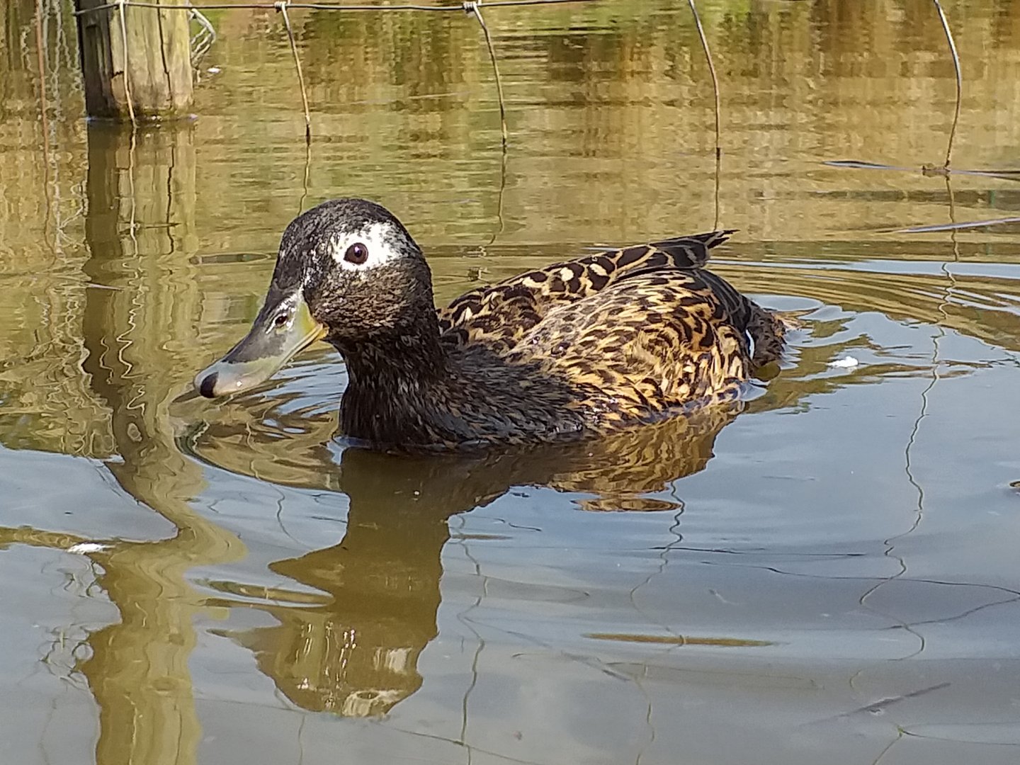 Laysan teal (Anas laysanesis)