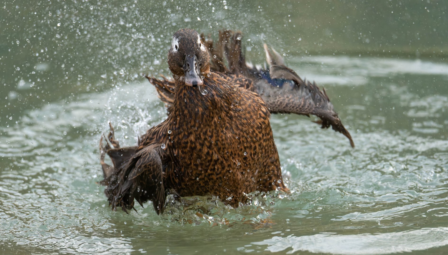 Laysan Teal, Drayton manor theme park zoo, UK
