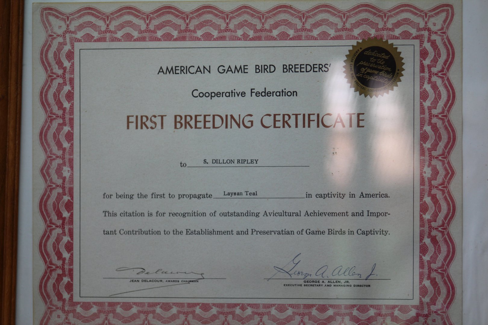 Laysan Teal First Breeding