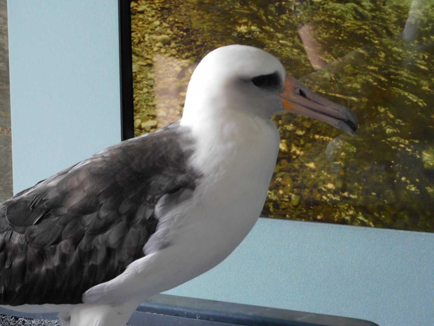 Laysan Teal or Albatross (leaning towards Teal, but not sure)