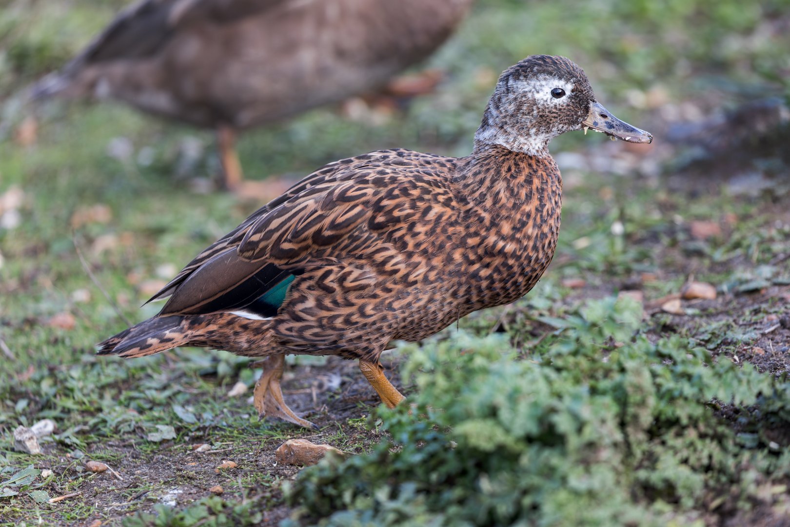 Laysan Teal / Watatunga 31-10-23