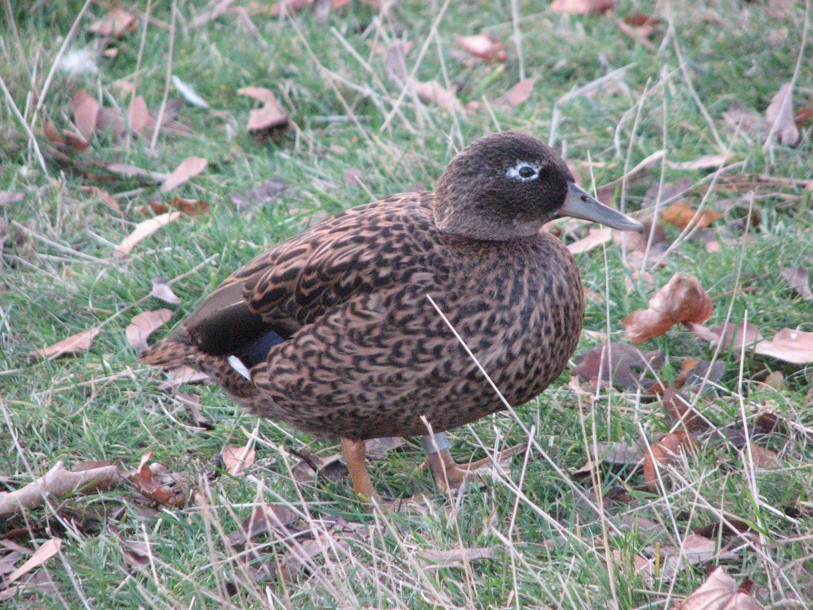 Laysan Teal