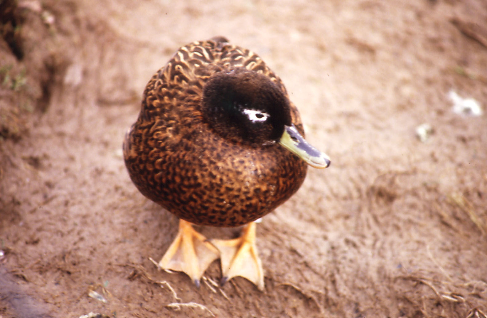 Laysan Teal