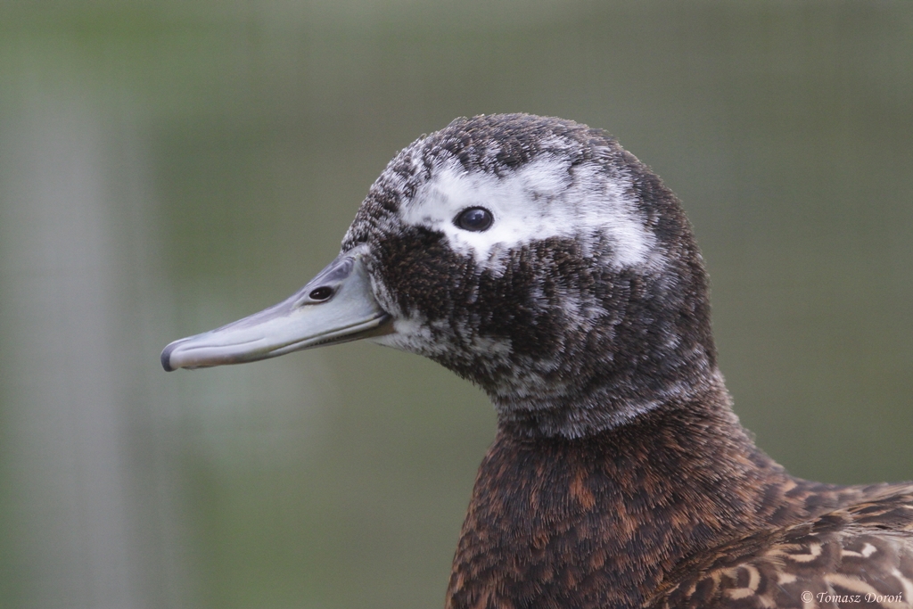 Laysan Teal