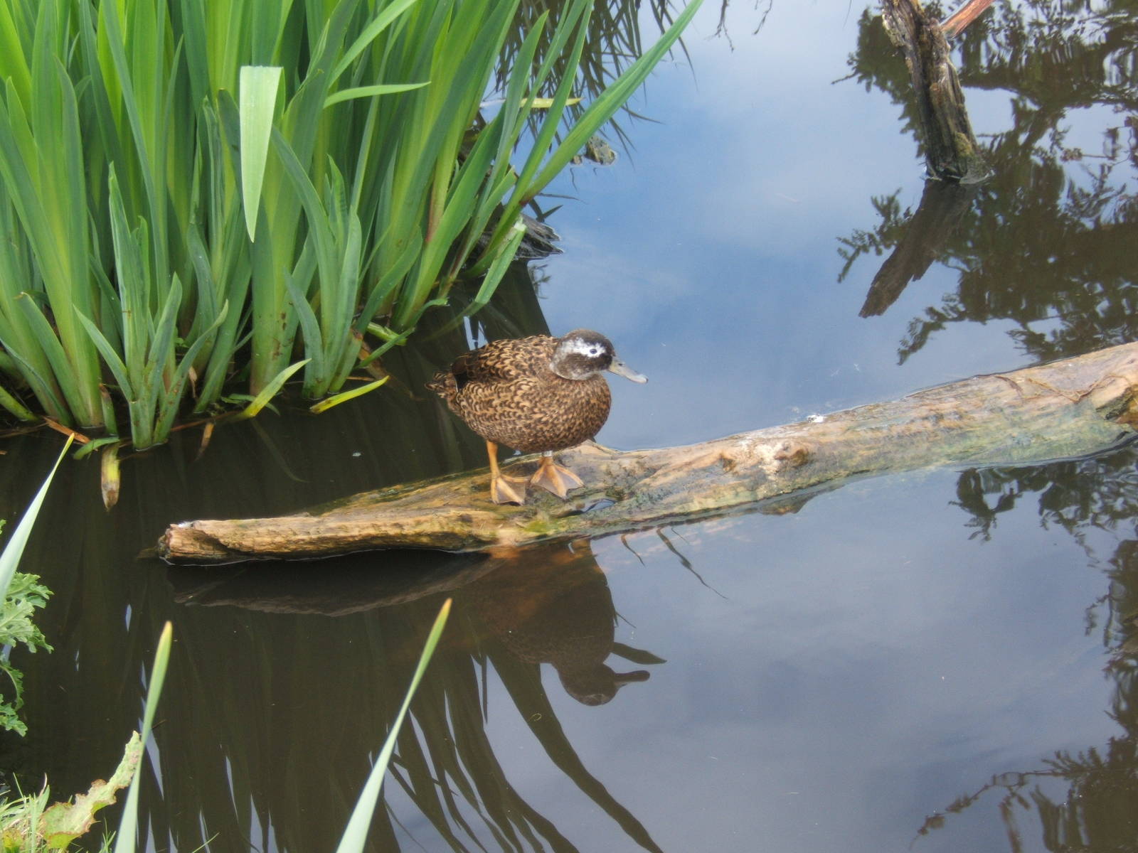 Laysan Teal