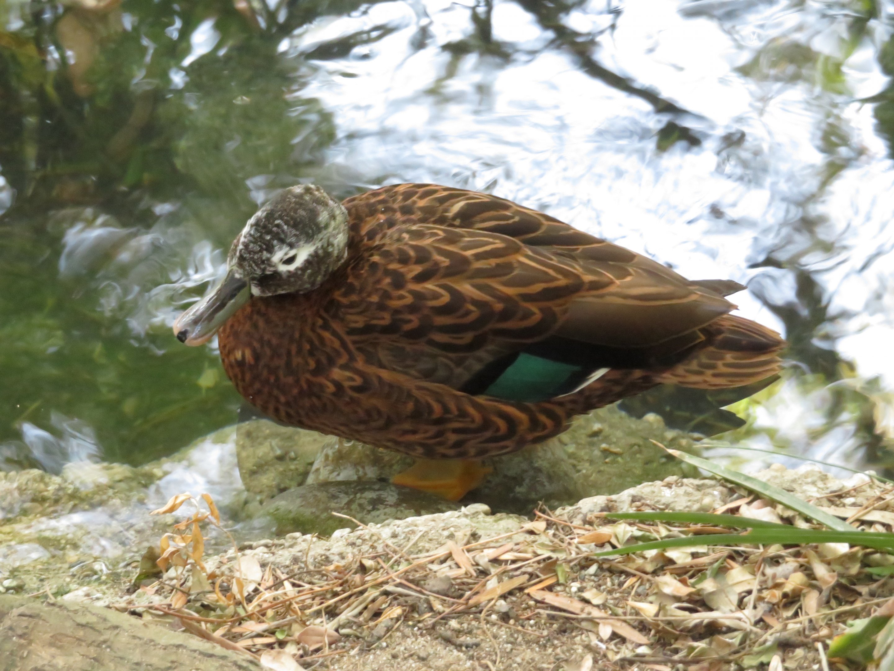 Laysan Teal