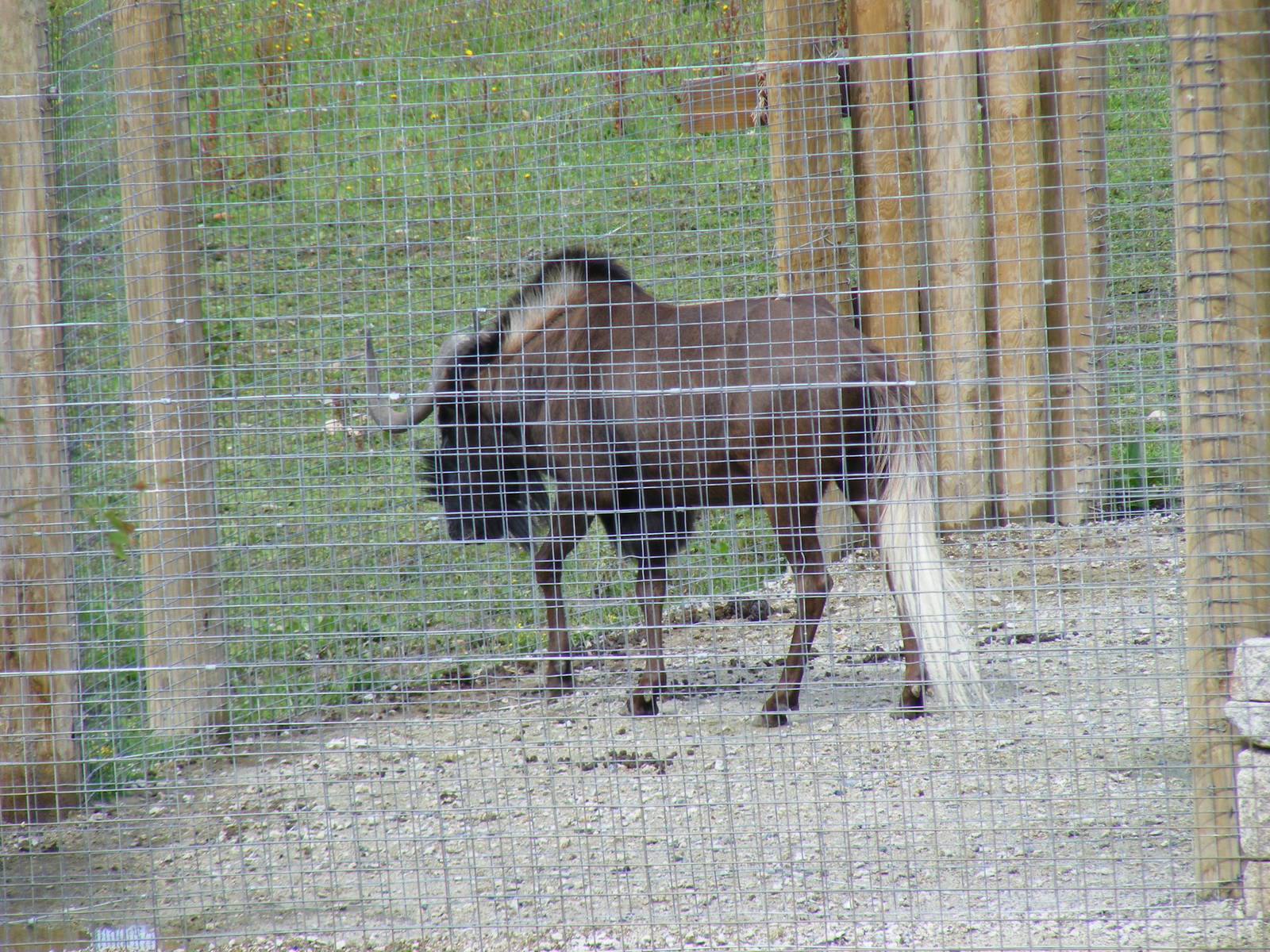 Lazar the black wildebeest (white-tailed gnu) at Newquay Zoo, 1 August 2009