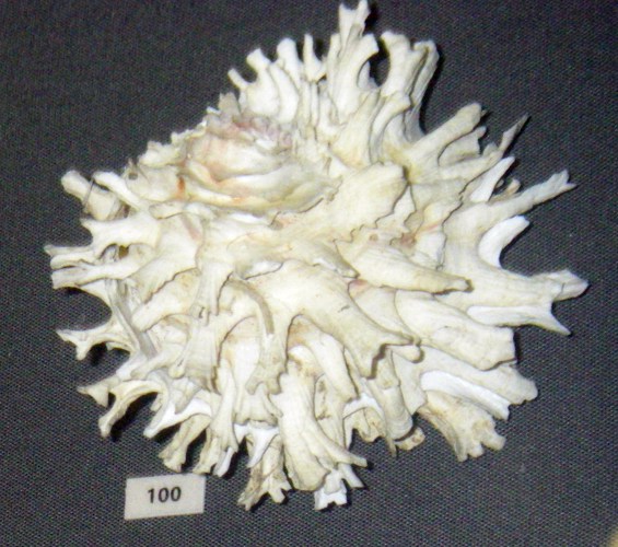 Lazarus Jewel Box (Chama lazarus)