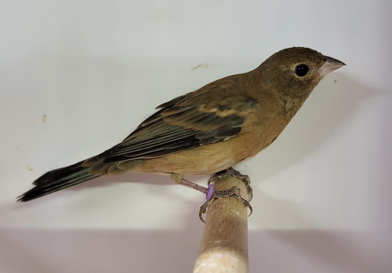 Lazuli bunting -female
