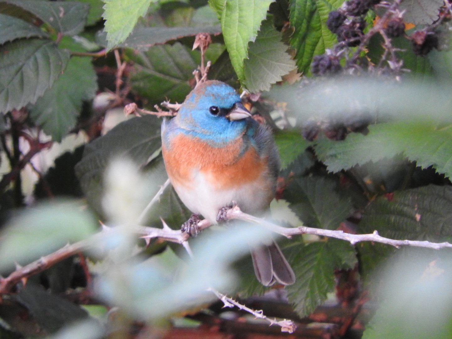 Lazuli Bunting male