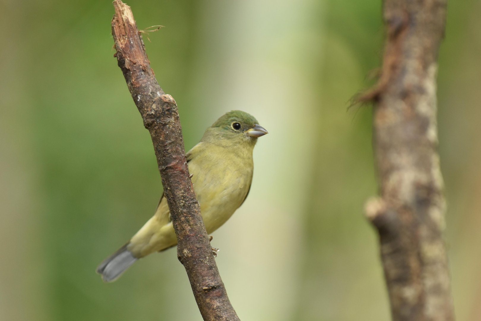 Lazuli bunting (Passerina amoena)