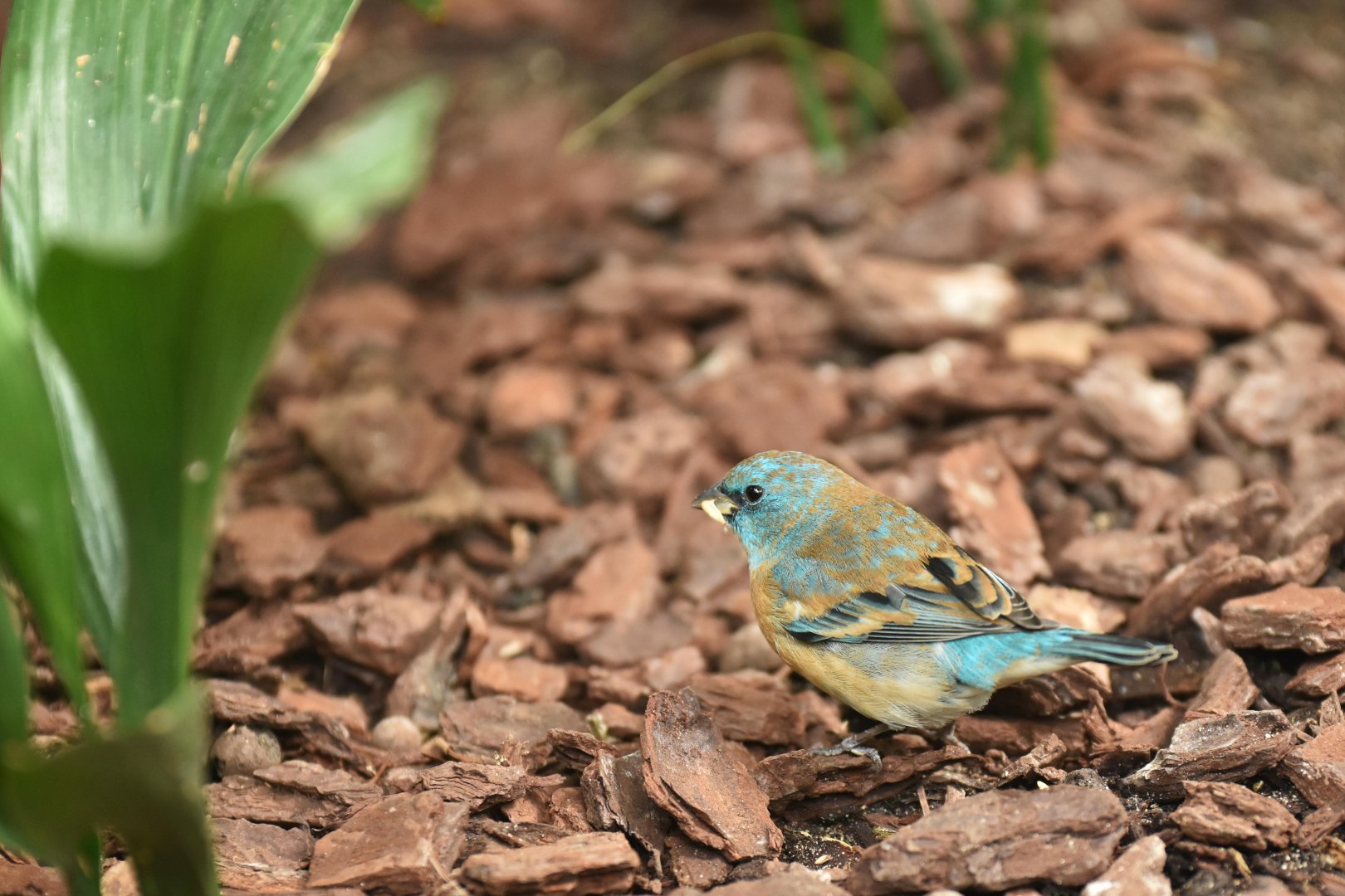 Lazuli bunting (Passerina amoena)