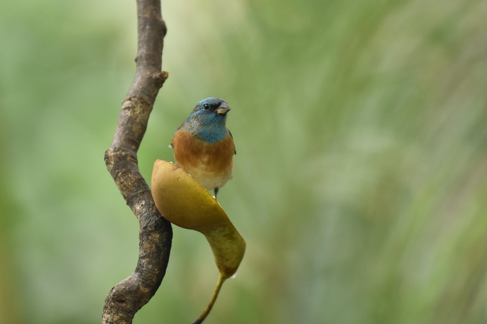Lazuli bunting (Passerina amoena)