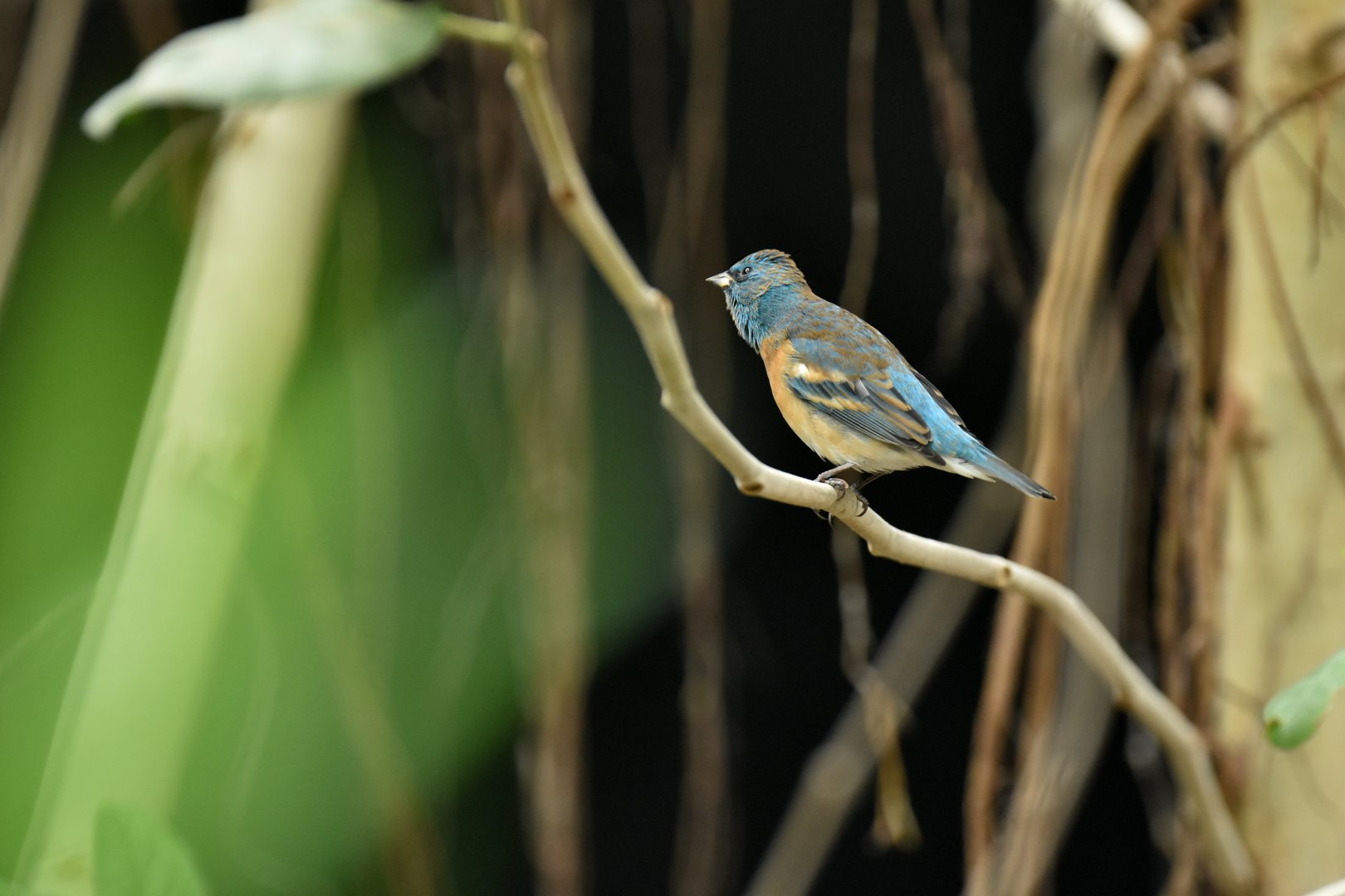 lazuli bunting (Passerina amoena)