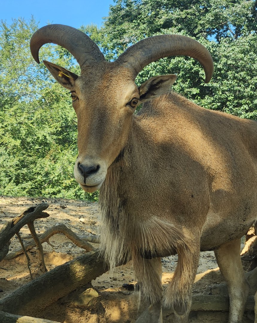 Lazy 5 Ranch - Barbary Sheep