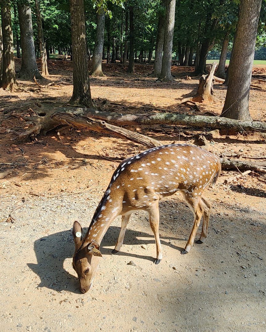 Lazy 5 Ranch - Chital