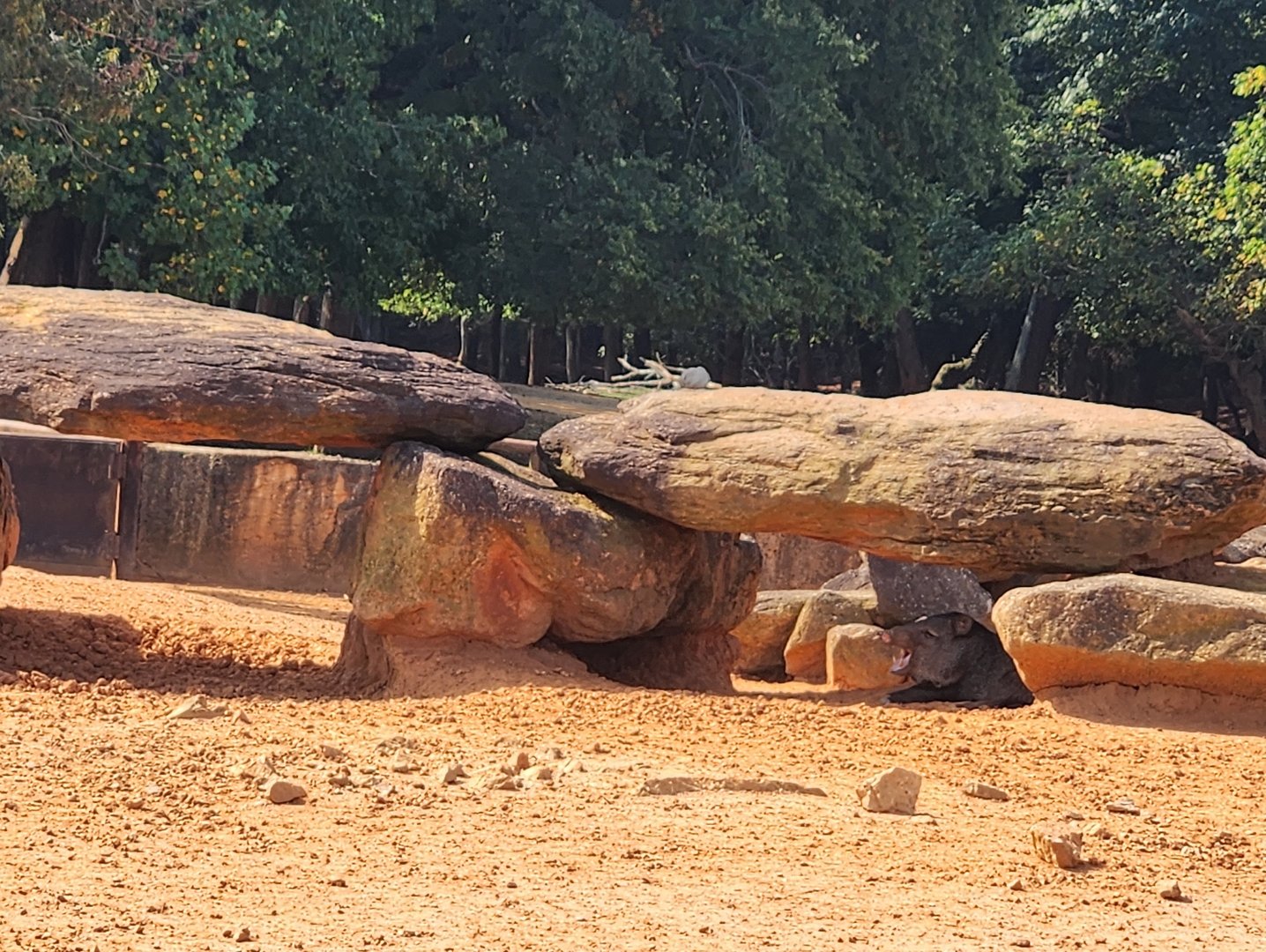 Lazy 5 Ranch - Collared Peccary under rocks