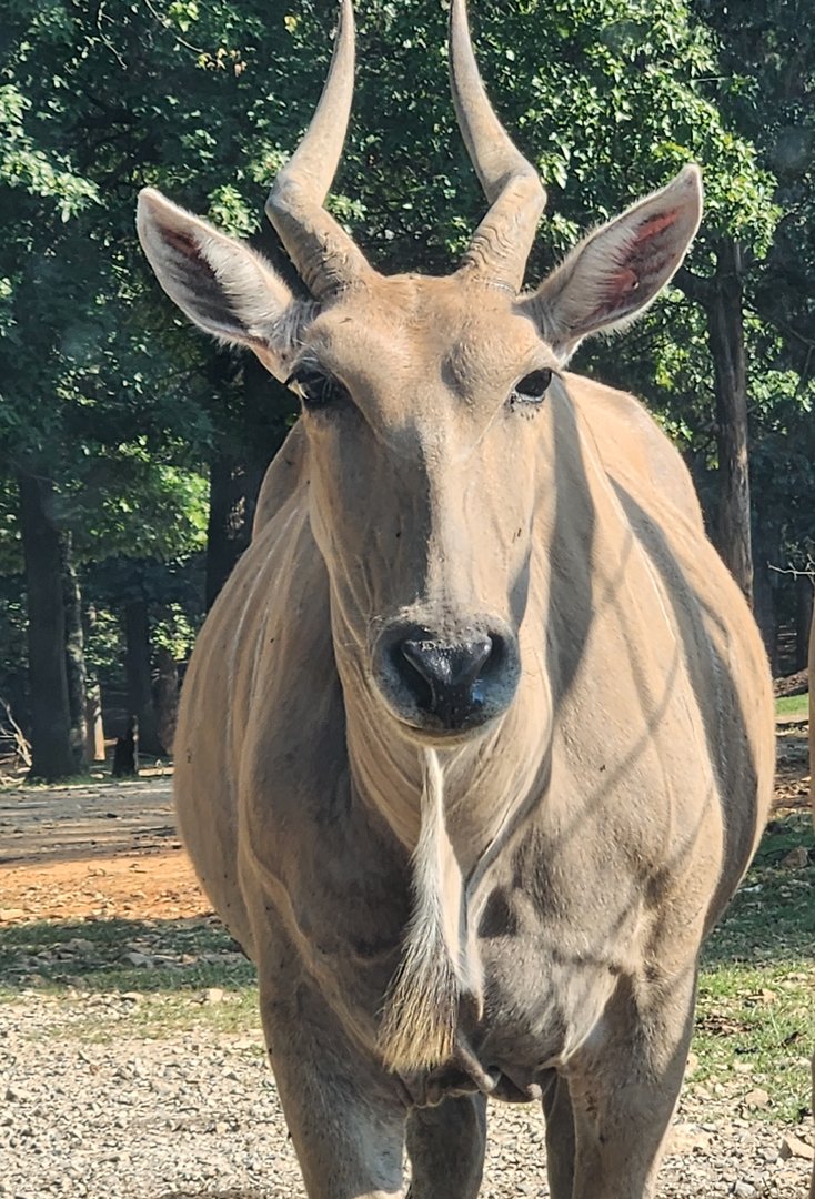 Lazy 5 Ranch - Common Eland
