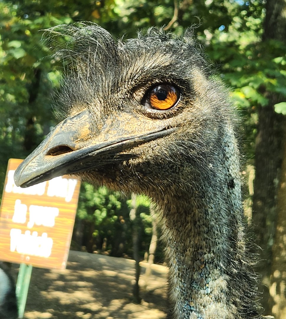 Lazy 5 Ranch - Emu