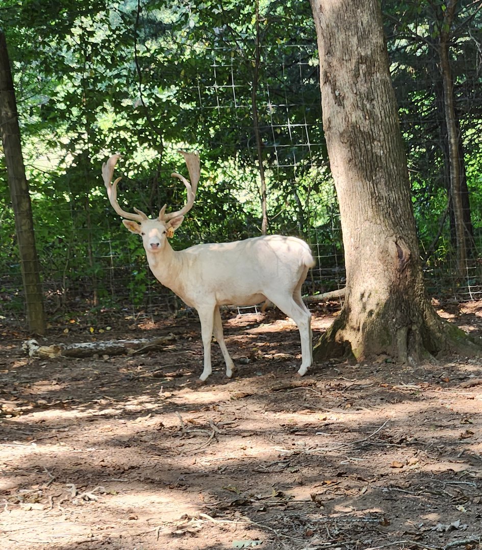 Lazy 5 Ranch - Fallow Deer
