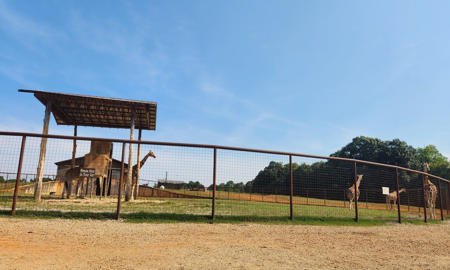 Lazy 5 Ranch - Giraffe yard