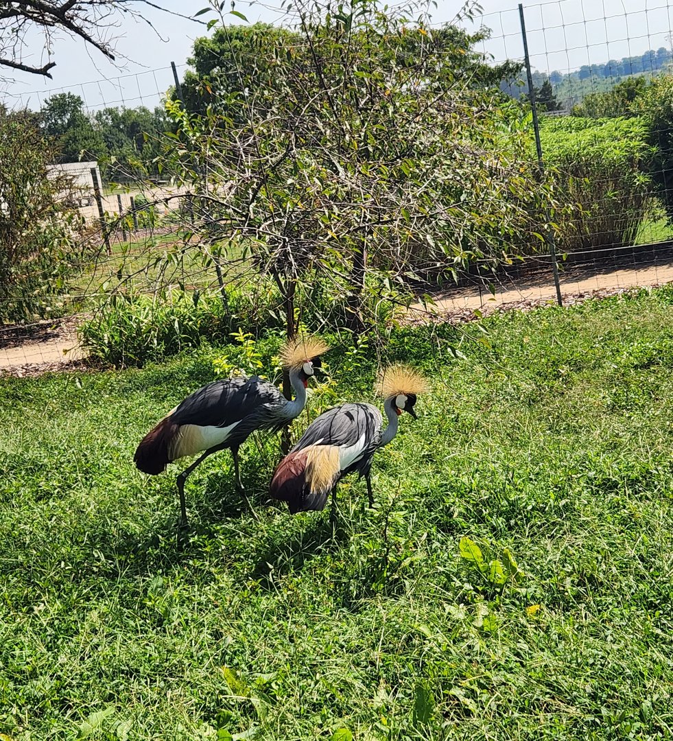 Lazy 5 Ranch - Gray Crowned Cranes