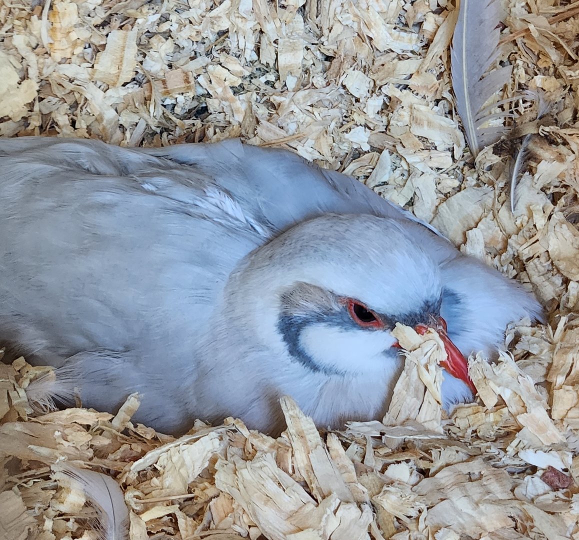 Lazy 5 Ranch - Leucistic Chukar