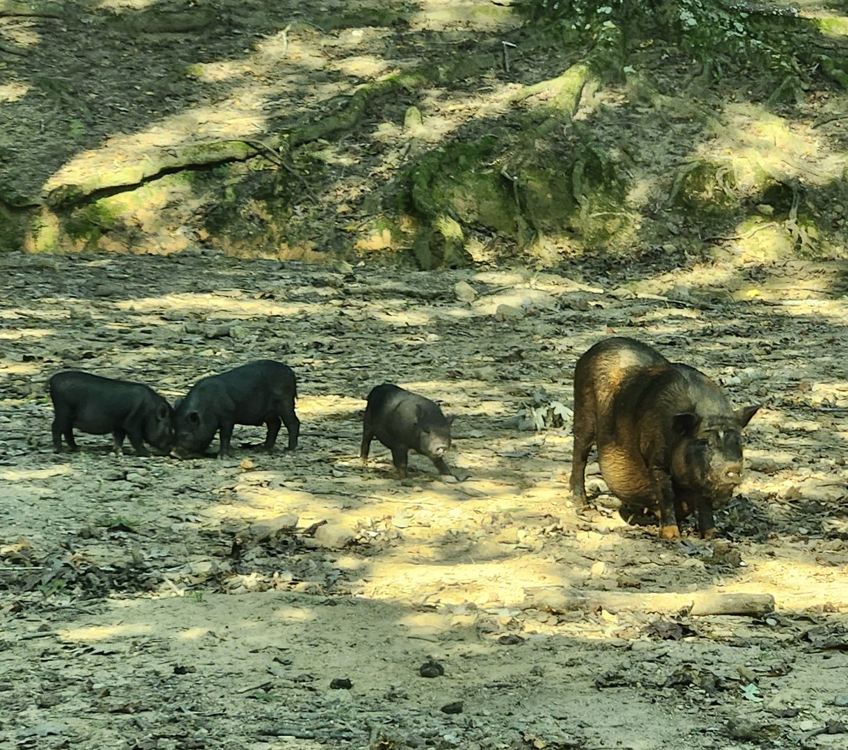 Lazy 5 Ranch - Potbelly sow and her piglets