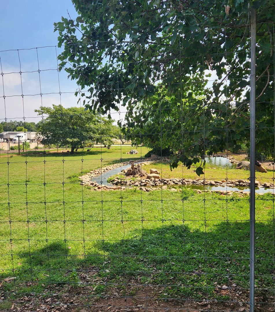 Lazy 5 Ranch - Red Kangaroo enclosure