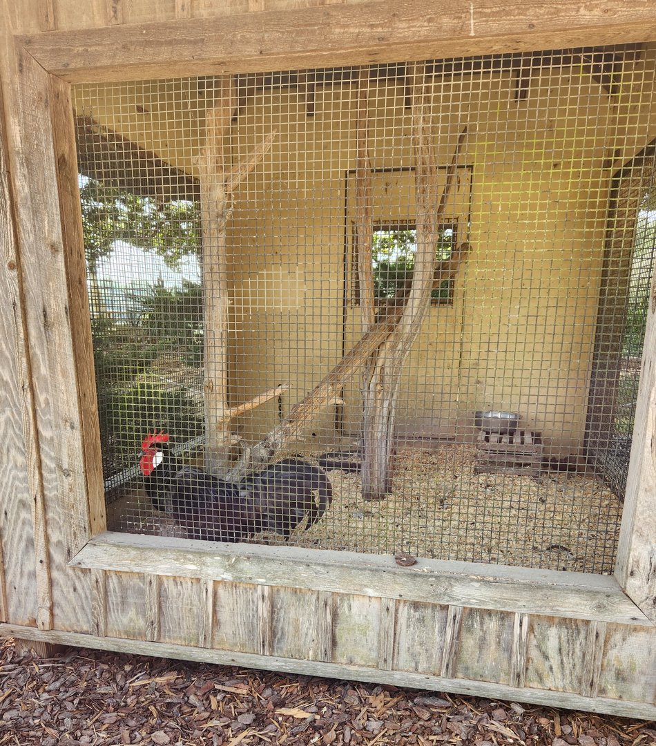 Lazy 5 Ranch - Small cage for huge chicken