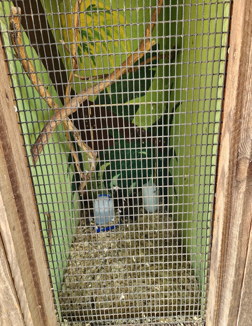 Lazy 5 Ranch - Tiny bird exhibits