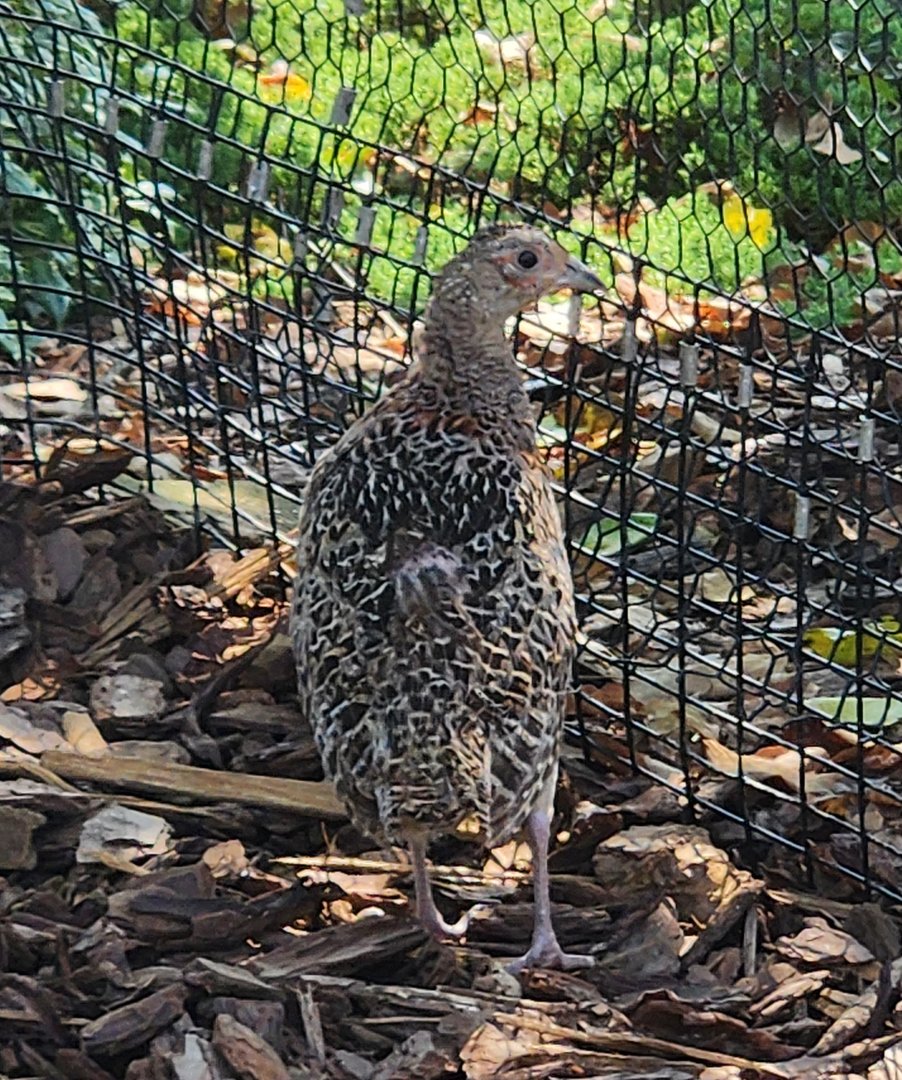 Lazy 5 Ranch - Unknown bird in aviary